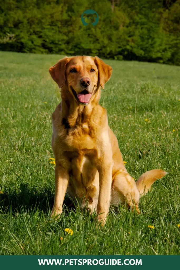 Labrador Retriever Breed Information, wallpapers, Photography, Pictures