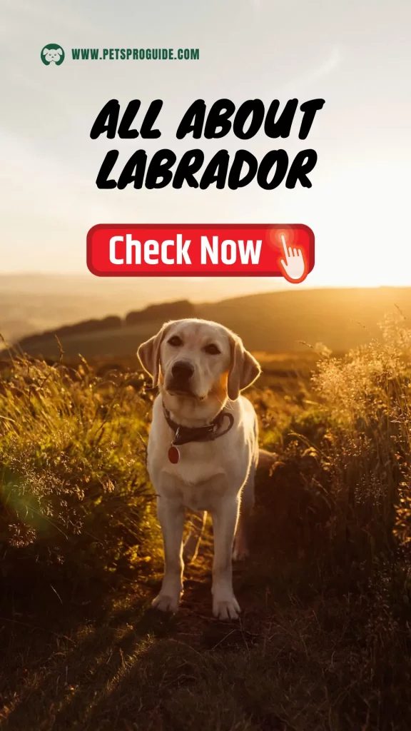 Labrador Retriever Breed Information, wallpapers, Photography, Pictures