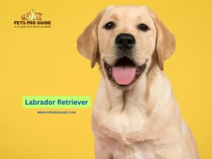 An essential guide to the charm and versatility of one of the most popular breeds in the world – the Labrador Retriever Breed Information is for all the dog lovers.