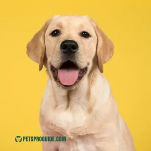 Labrador Retriever Breed: Welcome, readers! Anastasia here, ready to divulge all you need to know about Labrador Retrievers, complete with a delightful compilation of heartwarming pictures!