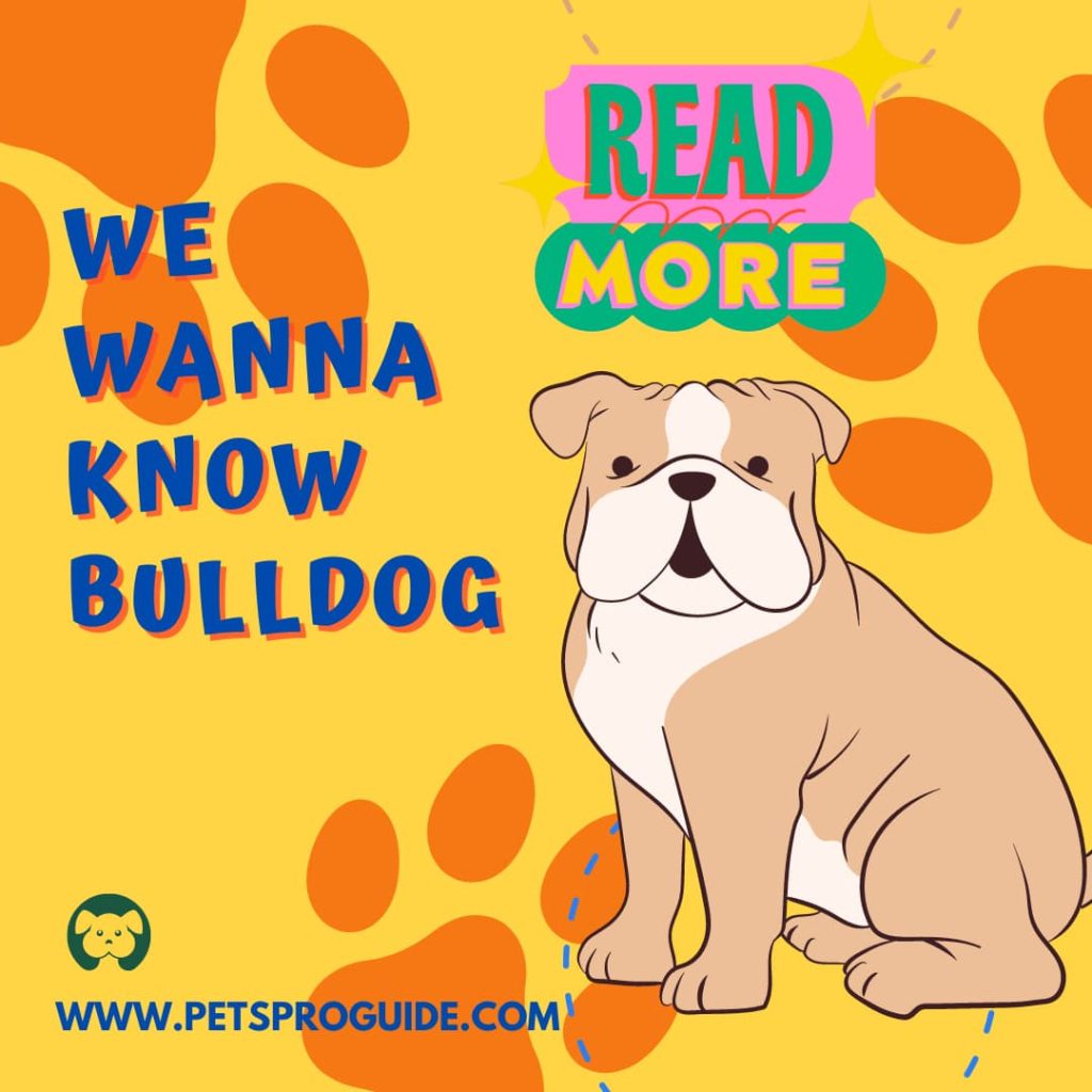 Bulldog, Bulldog Breed, Bulldog Information, Bulldog wallpapers, Bulldog Photography, Bulldog Pictures