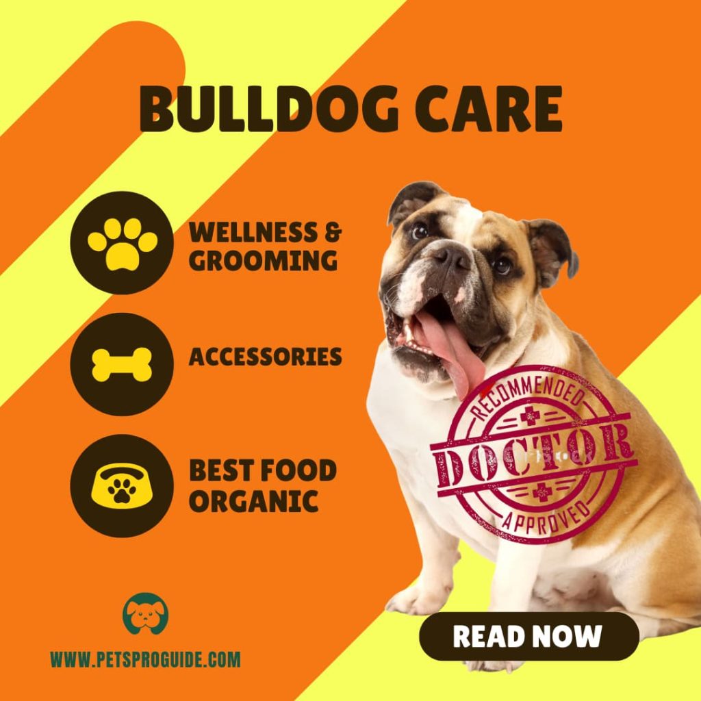 Bulldog, Bulldog Breed, Bulldog Information, Bulldog wallpapers, Bulldog Photography, Bulldog Pictures