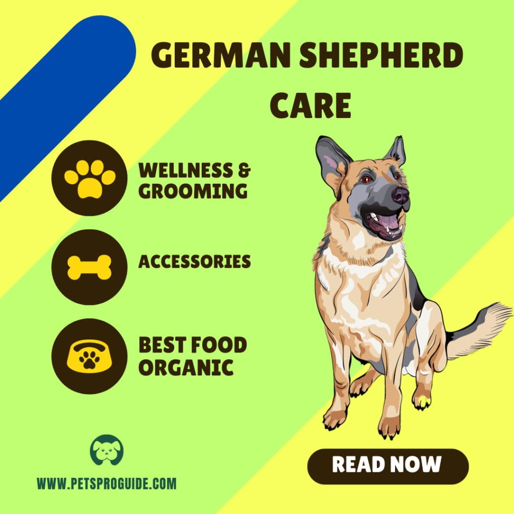 German Shepherd Breed