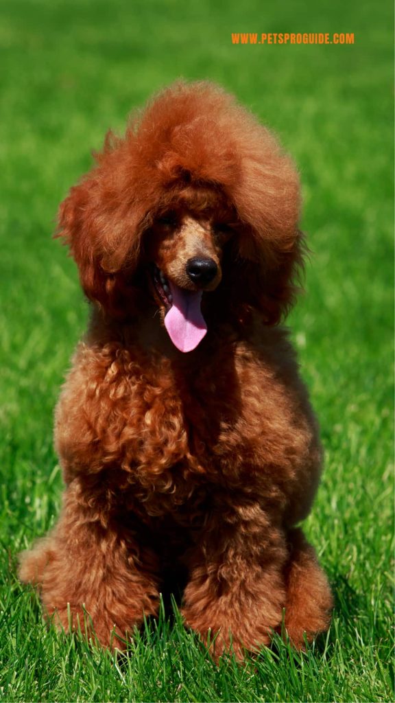 Poodle Breed