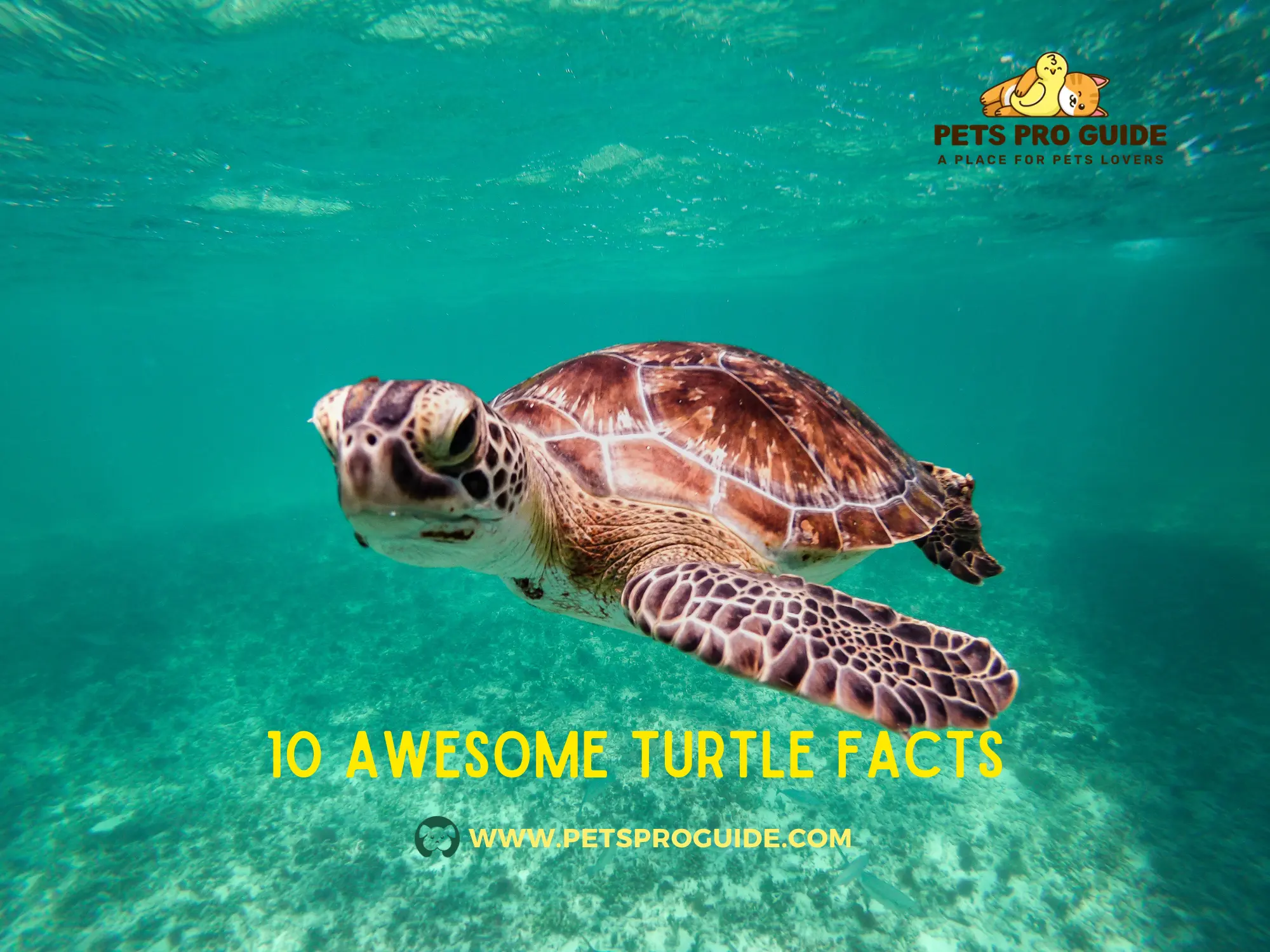 10 Awesome Turtle Facts