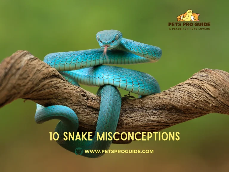 10 Snake Misconceptions