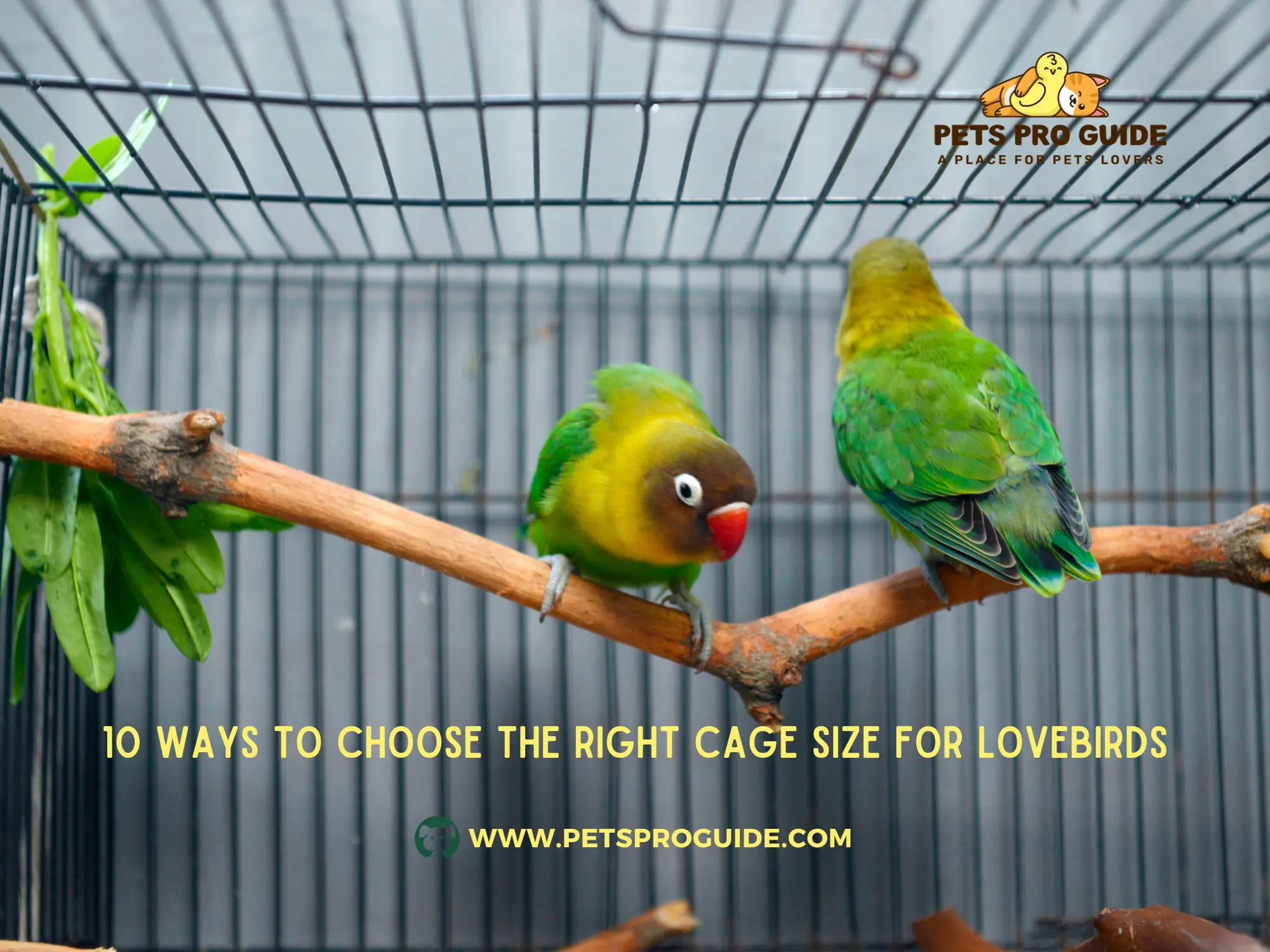 10 Ways to Choose the Right Cage Size for Lovebirds