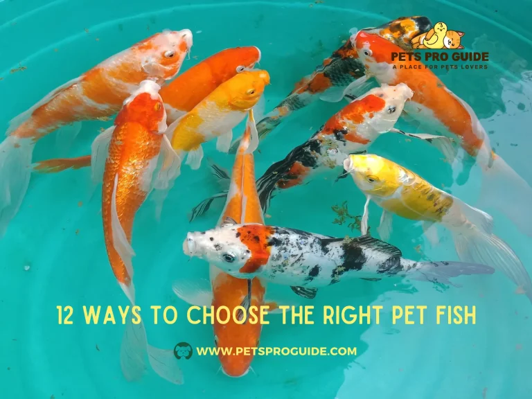 12 Ways to Choose the Right Pet Fish