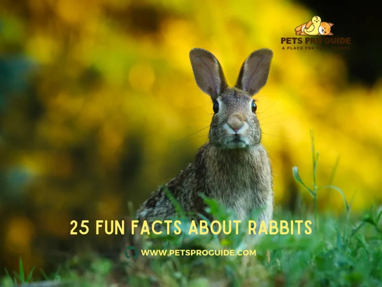 25 Fun Facts About Rabbits