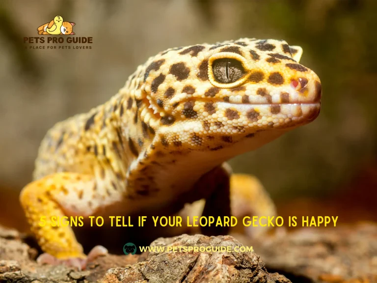 5 Signs to Tell If Your Leopard Gecko Is Happy