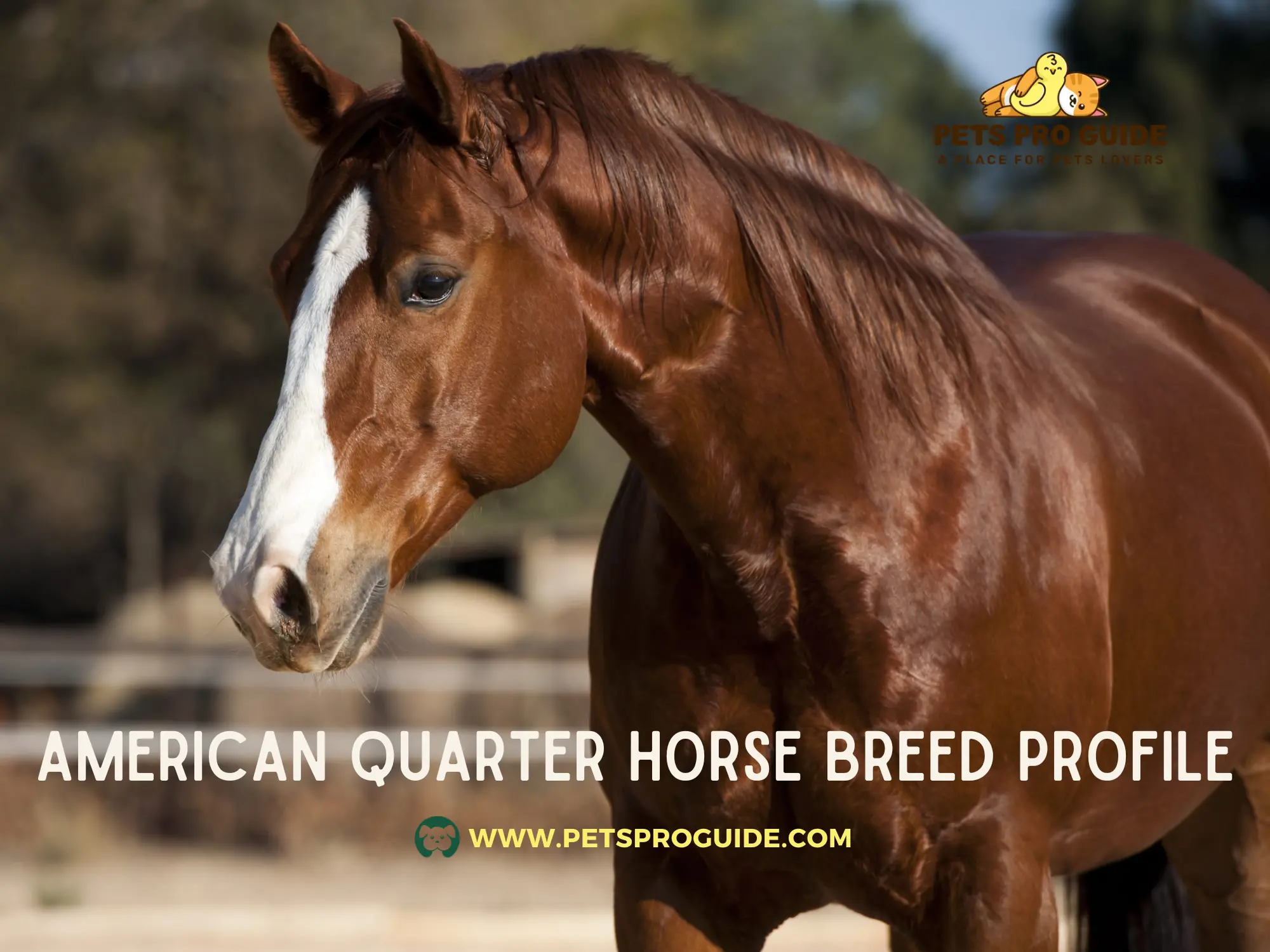 American Quarter Horse Breed Profile