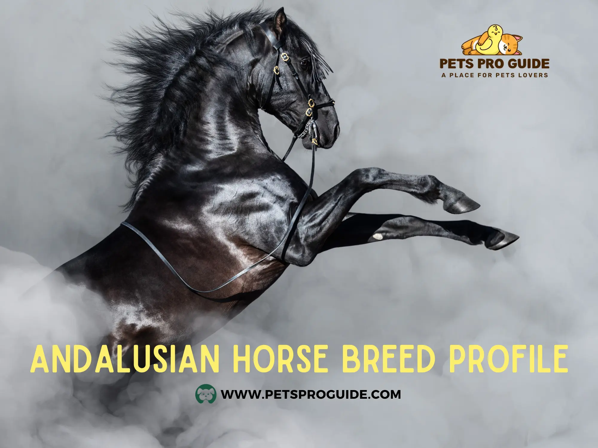 Andalusian Horse Breed Profile