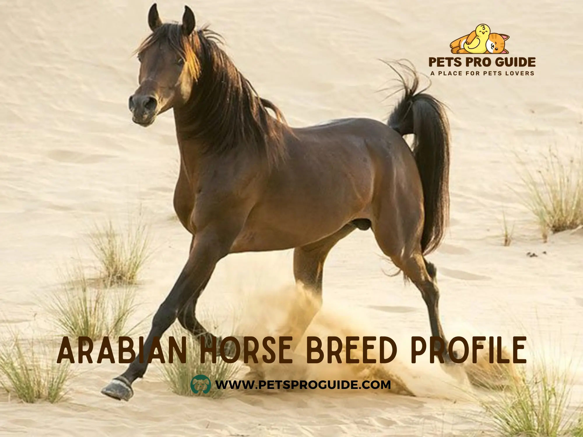 Arabian Horse Breed Profile