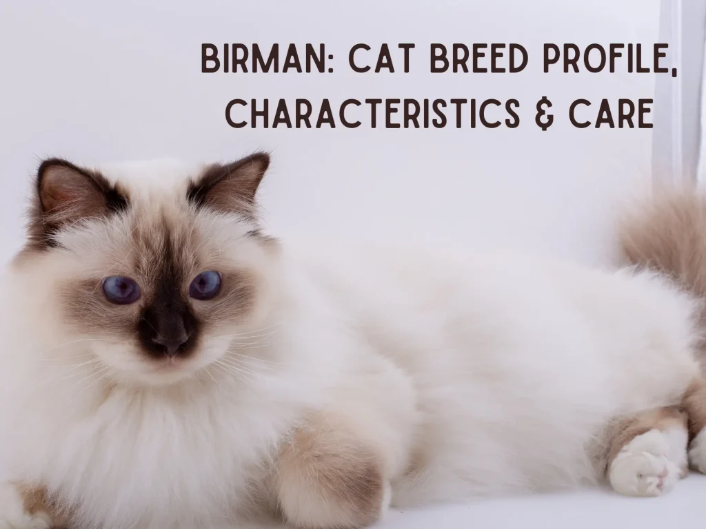 Birman - Cat Breed Profile, Characteristics & Care