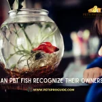 Can Pet Fish Recognize Their Owners