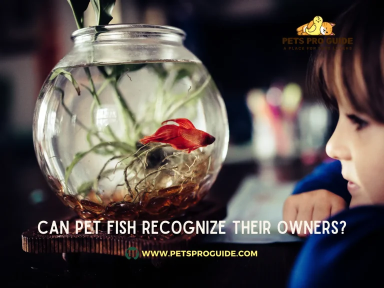 Can Pet Fish Recognize Their Owners