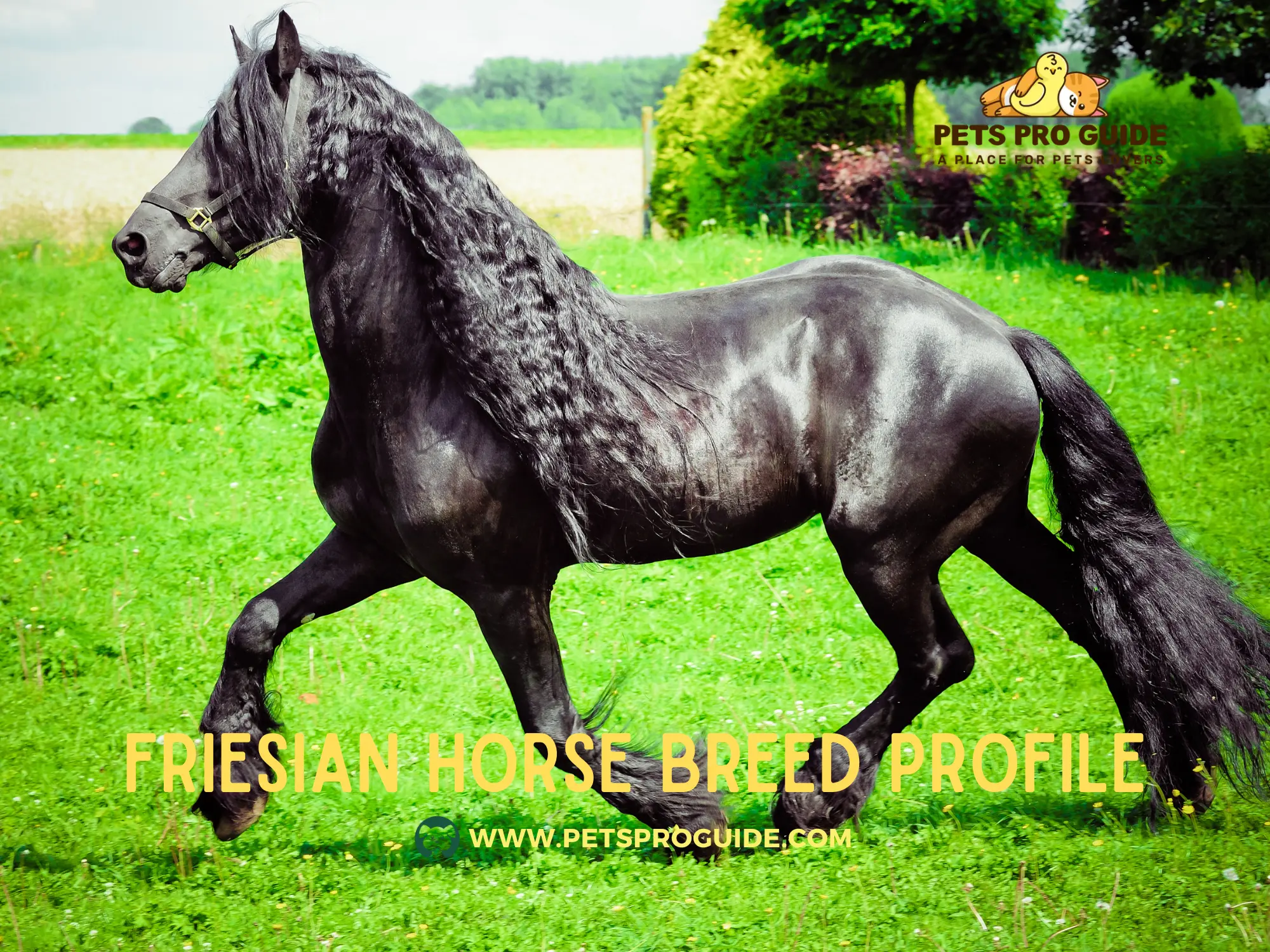 Friesian Horse Breed Profile