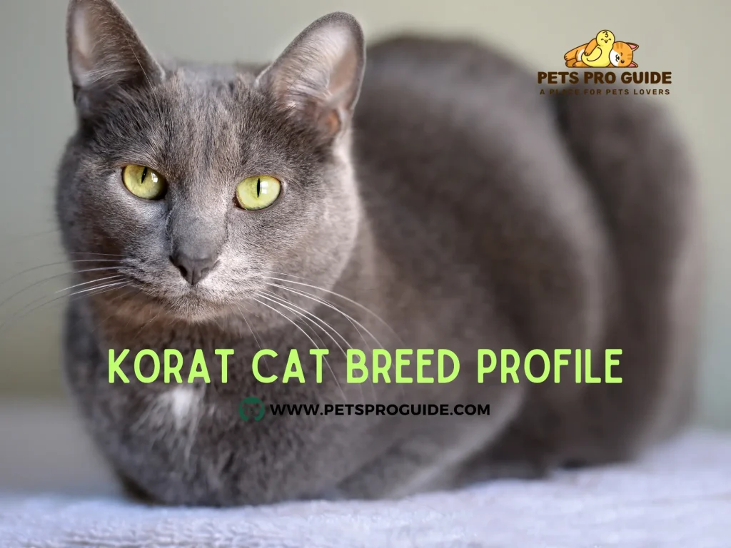 Korat Cat Breed Profile