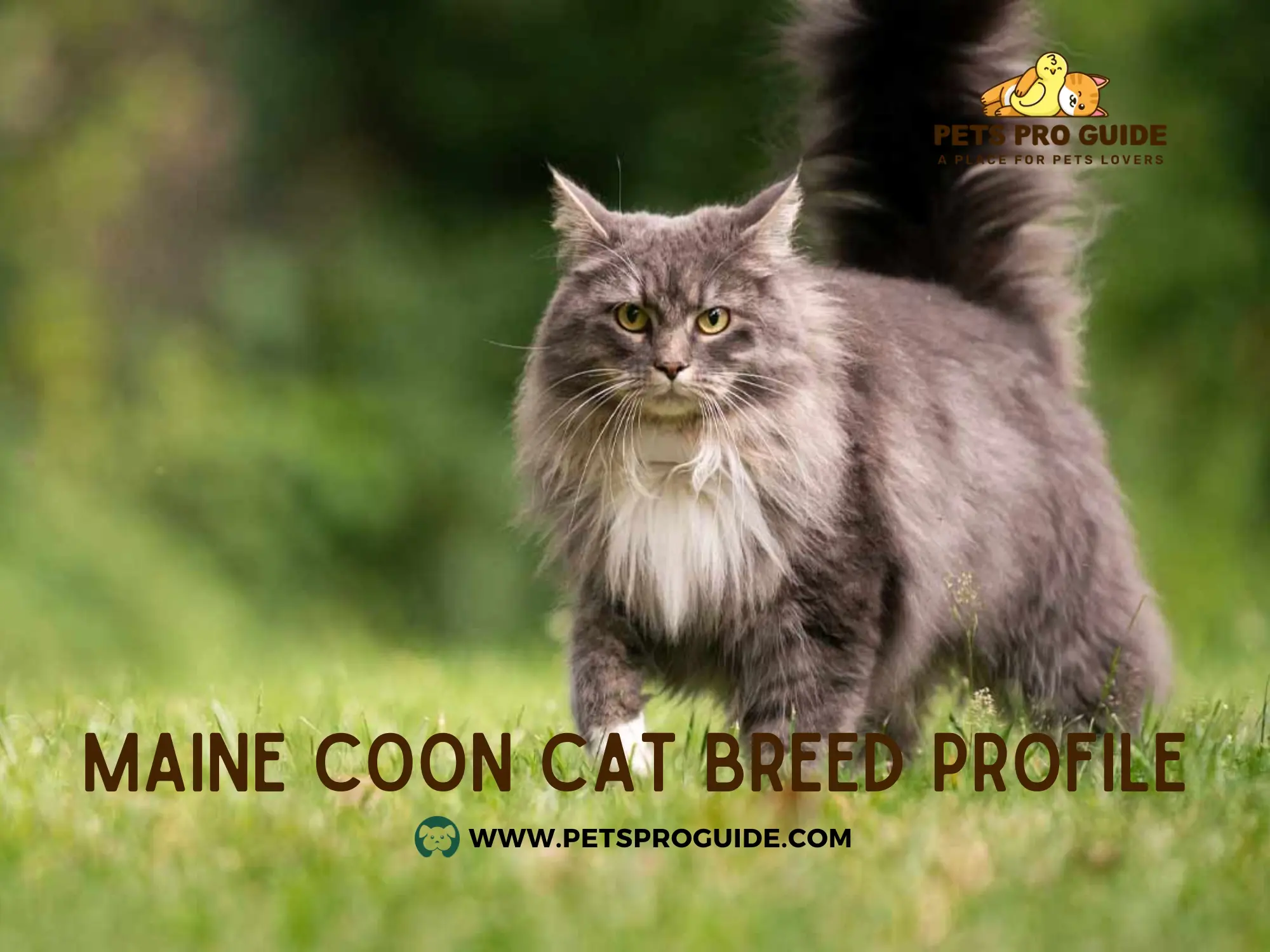 Maine Coon Cat Breed Profile