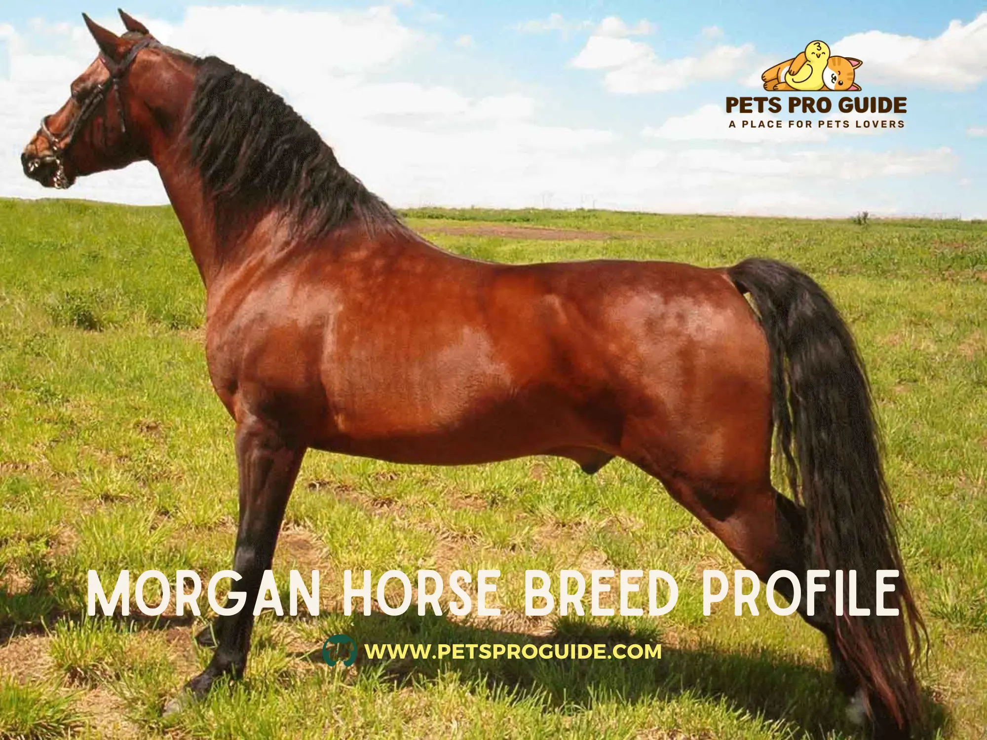 Morgan Horse Breed Profile