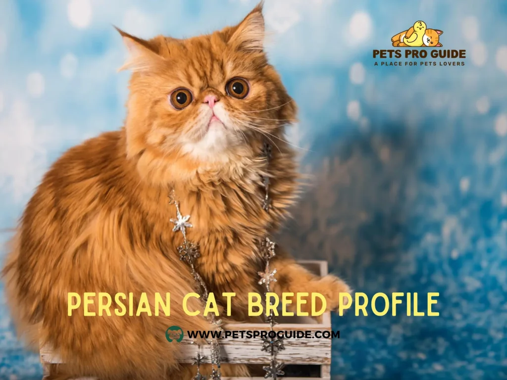 Persian Cat Breed Profile