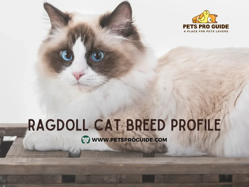 Ragdoll Cat Breed Profile