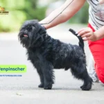 Affenpinscher Breed Information is a unique and charming topic that sparks curiosity among dog lovers. This short energetic dog has earned affection by displaying both a playful facial look and bold individuality.