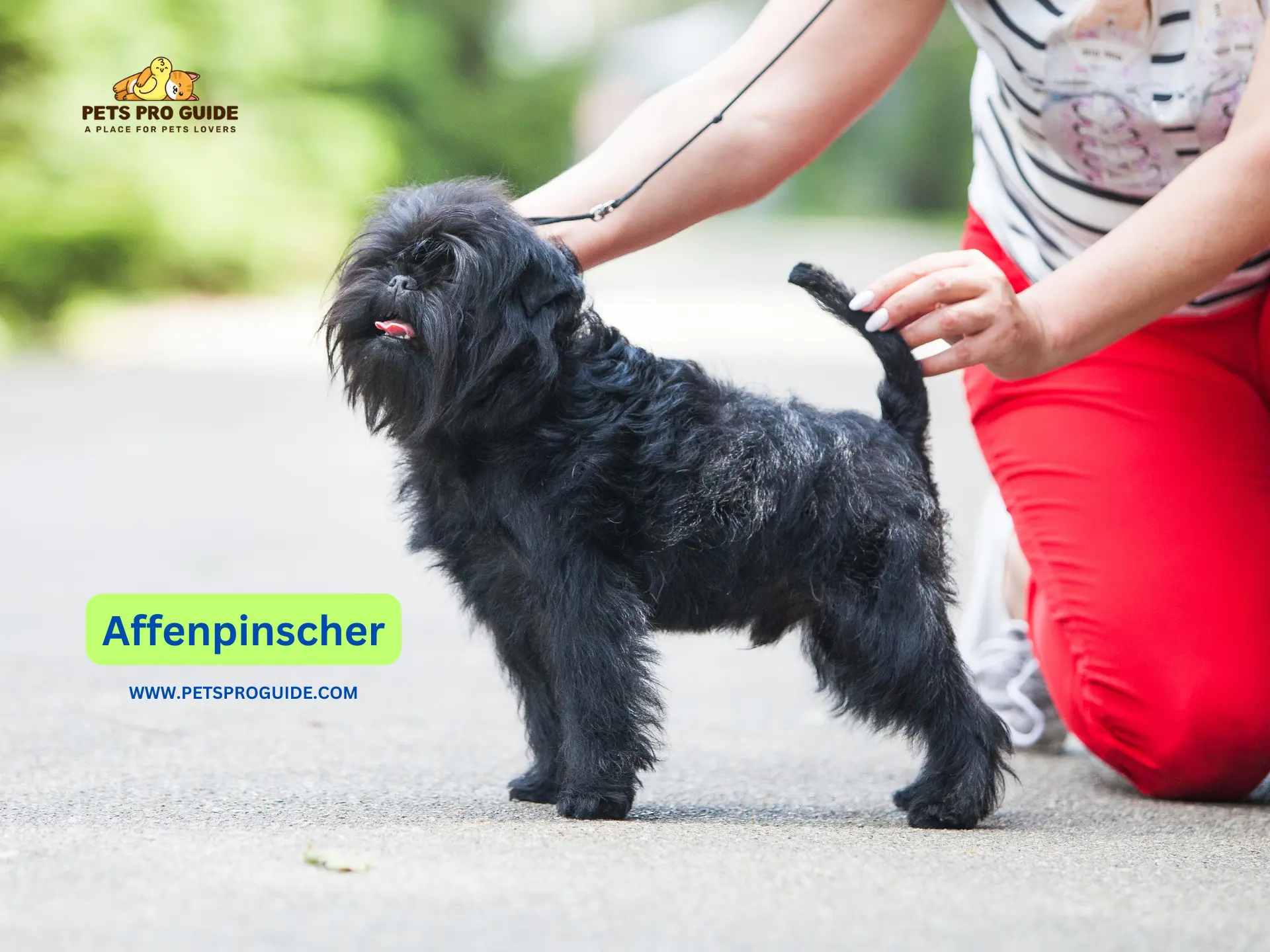 Affenpinscher Breed Information is a unique and charming topic that sparks curiosity among dog lovers. This short energetic dog has earned affection by displaying both a playful facial look and bold individuality.