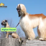 The research about Afghan Hound dogs presents captivating information about their historical elegance and mysterious heritage. The royal dogs stand out with their full coats as well as noble mannerisms alongside their solitary nature.