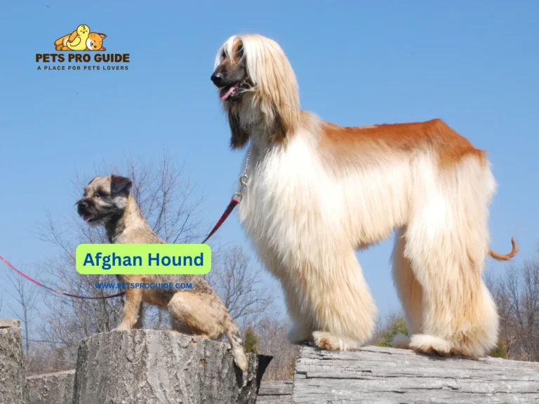 The research about Afghan Hound dogs presents captivating information about their historical elegance and mysterious heritage. The royal dogs stand out with their full coats as well as noble mannerisms alongside their solitary nature.