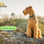 Dogs that display exceptional intellect alongside remarkable power while maintaining captivating personality traits make up the topic known as Airedale Terrier Breed Information.