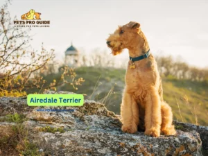 Dogs that display exceptional intellect alongside remarkable power while maintaining captivating personality traits make up the topic known as Airedale Terrier Breed Information.