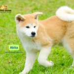 The analysis of Akita Breed information reveals the deep-rooted characteristics of strength combined with loyalty and regal personality in this historical canine breed.