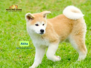 The analysis of Akita Breed information reveals the deep-rooted characteristics of strength combined with loyalty and regal personality in this historical canine breed.