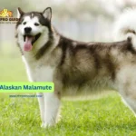 Alaskan Malamute Breed Information delves into the rich history and characteristics of one of the oldest Arctic sled dog breeds.