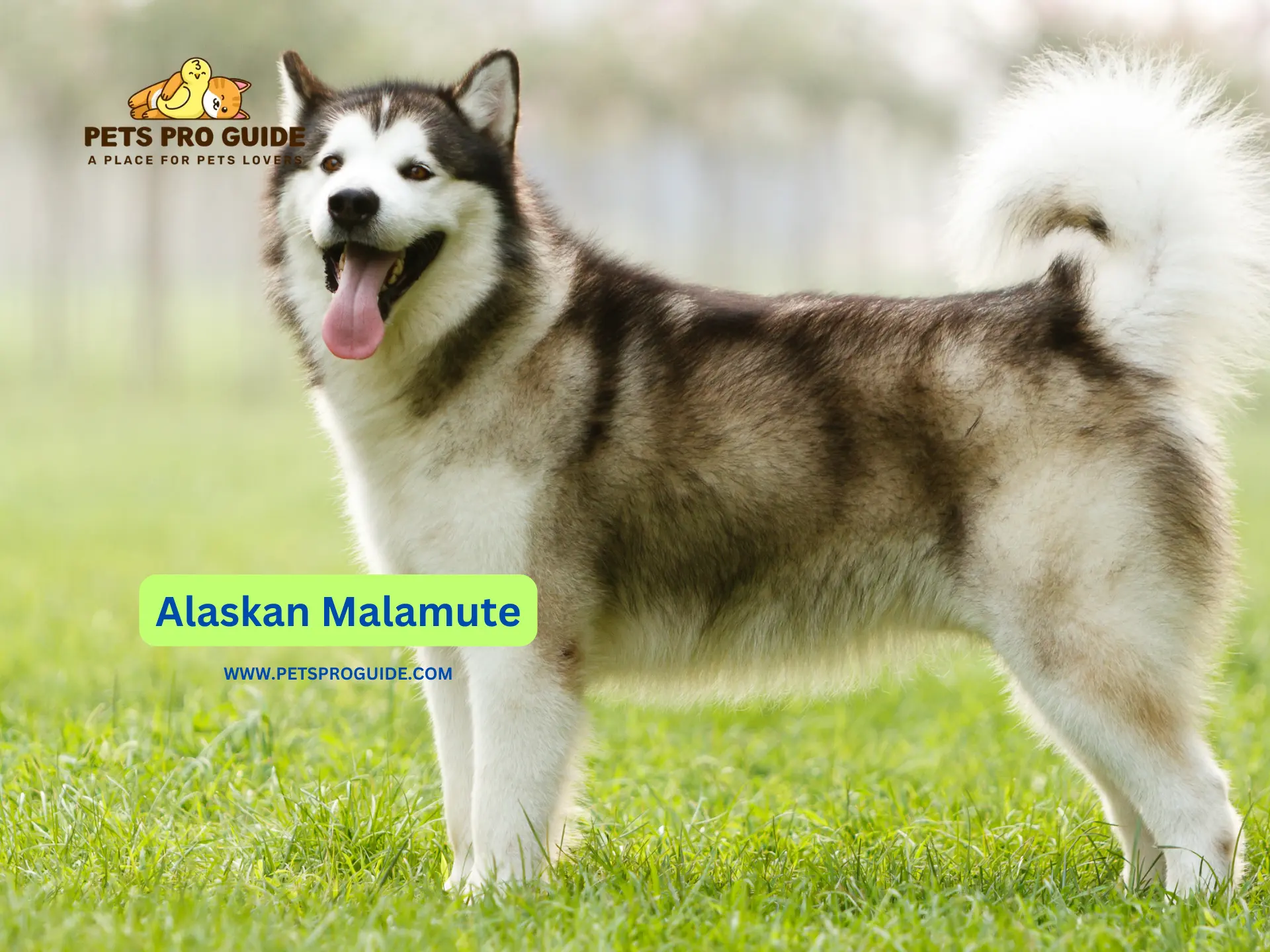 Alaskan Malamute Breed Information delves into the rich history and characteristics of one of the oldest Arctic sled dog breeds.