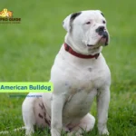 The complete guide to American Bulldog Breed Information reveals both the intense characteristics and loyal and affectionate aspects of this mighty breed.