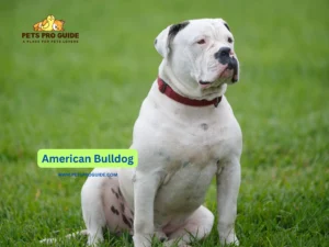 The complete guide to American Bulldog Breed Information reveals both the intense characteristics and loyal and affectionate aspects of this mighty breed.