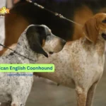 American English Coonhound