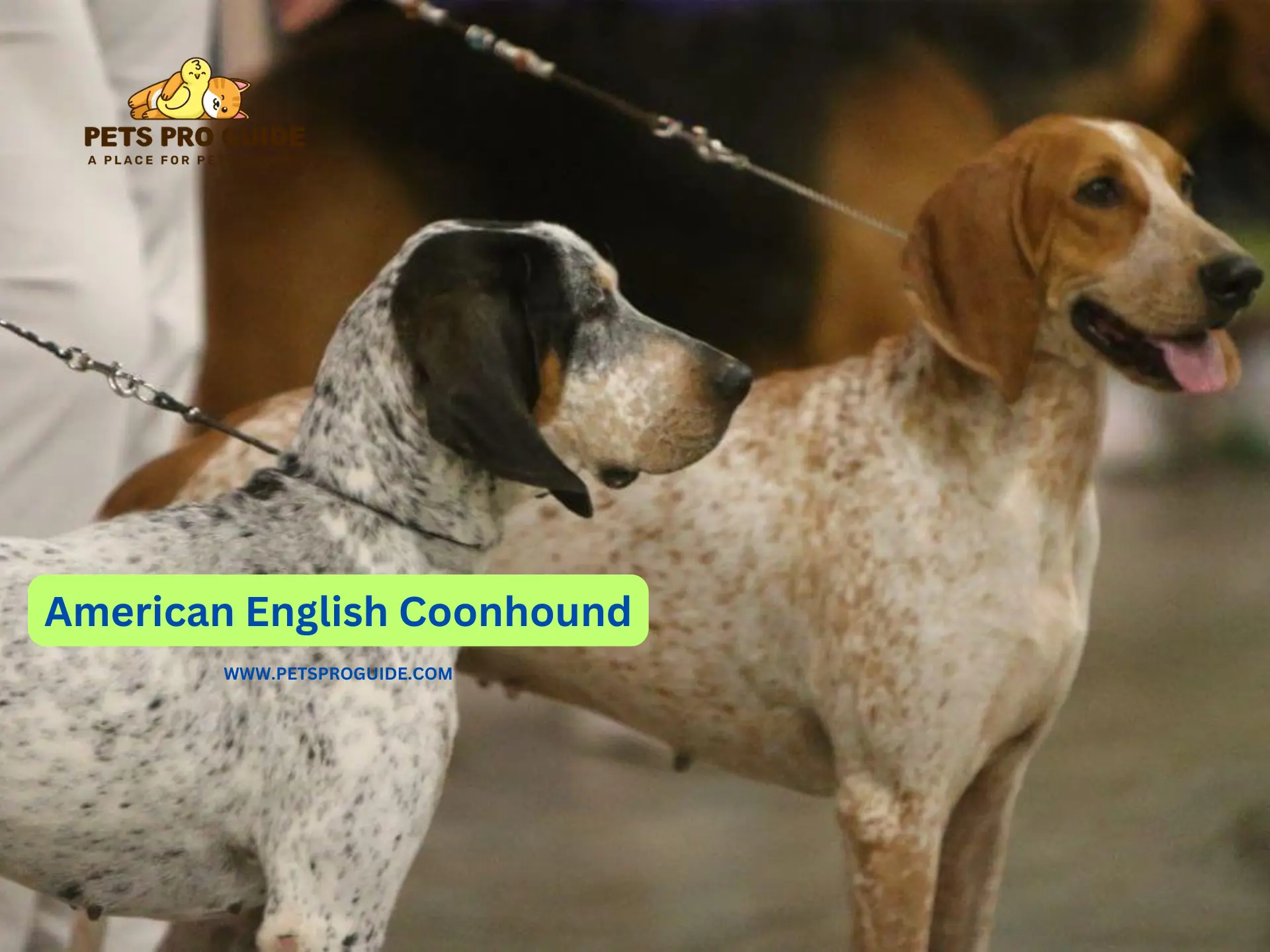 American English Coonhound