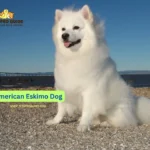 The captivating resource termed American Eskimo Dog Breed Information offers essential details about this beautiful dog breed.