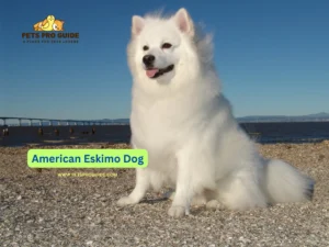 The captivating resource termed American Eskimo Dog Breed Information offers essential details about this beautiful dog breed.