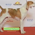 American Foxhounds gained historical importance due to their remarkable speed and endurance together with their ample friendliness.