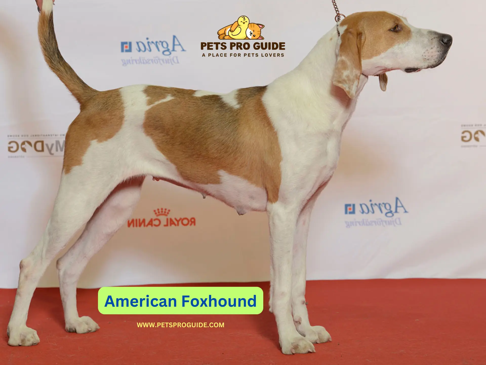 American Foxhounds gained historical importance due to their remarkable speed and endurance together with their ample friendliness.