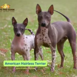 The following discussion will help you determine if this appealing breed matches your lifestyle based on American Hairless Terrier breed information.