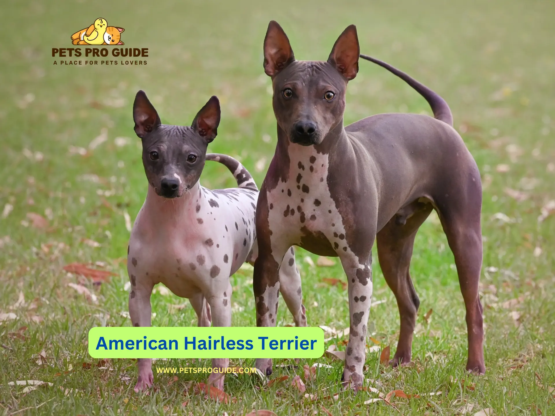 The following discussion will help you determine if this appealing breed matches your lifestyle based on American Hairless Terrier breed information.