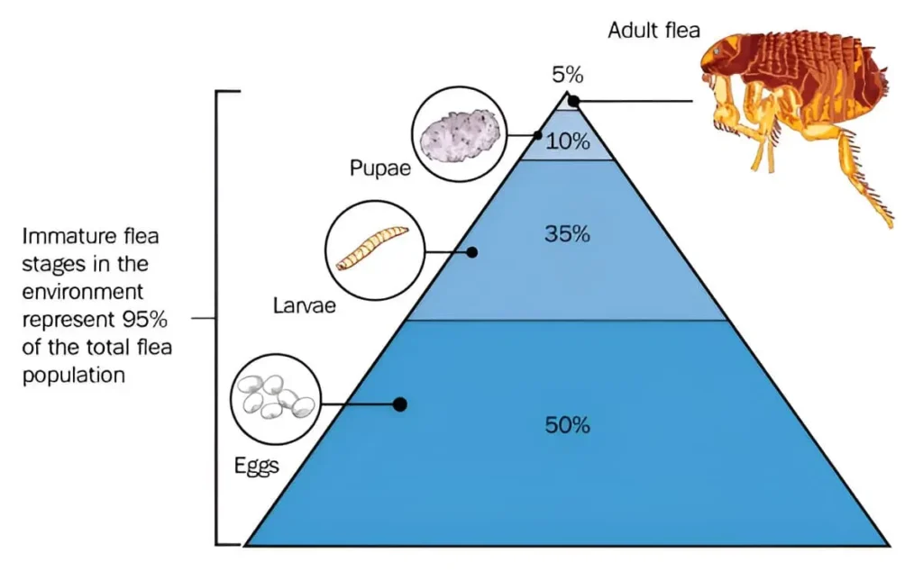 The hidden immature phases make up 95% of total fleas which include eggs, larvae and pupae. The first stage of the flea life cycle need special attention to stop its reproduction cycle.