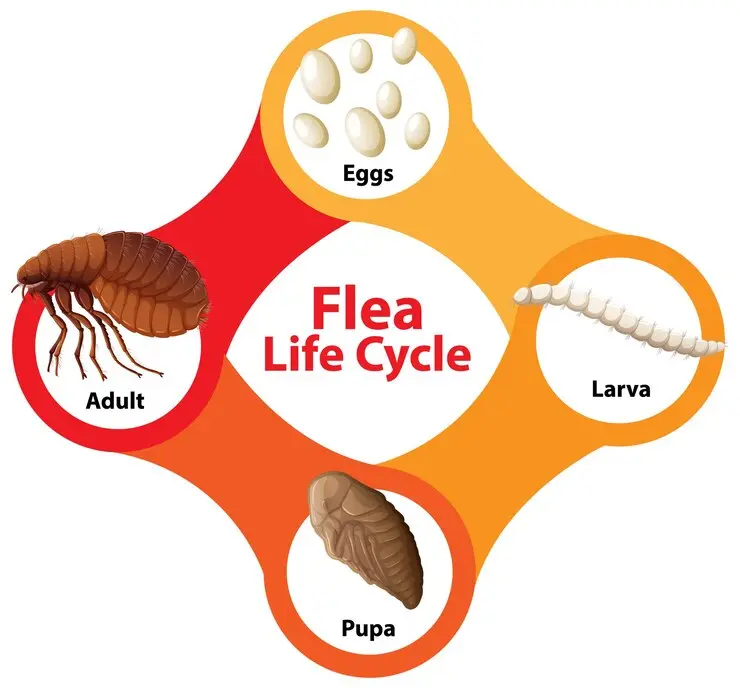 Understanding what is the life cycle of a flea, is key to controlling an infestation. Fleas don’t just disappear—they evolve.