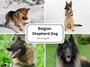Dog lovers interested in acquiring a brilliant and energetic and dedicated canine breed need to consult Belgian Shepherd Breed Information.