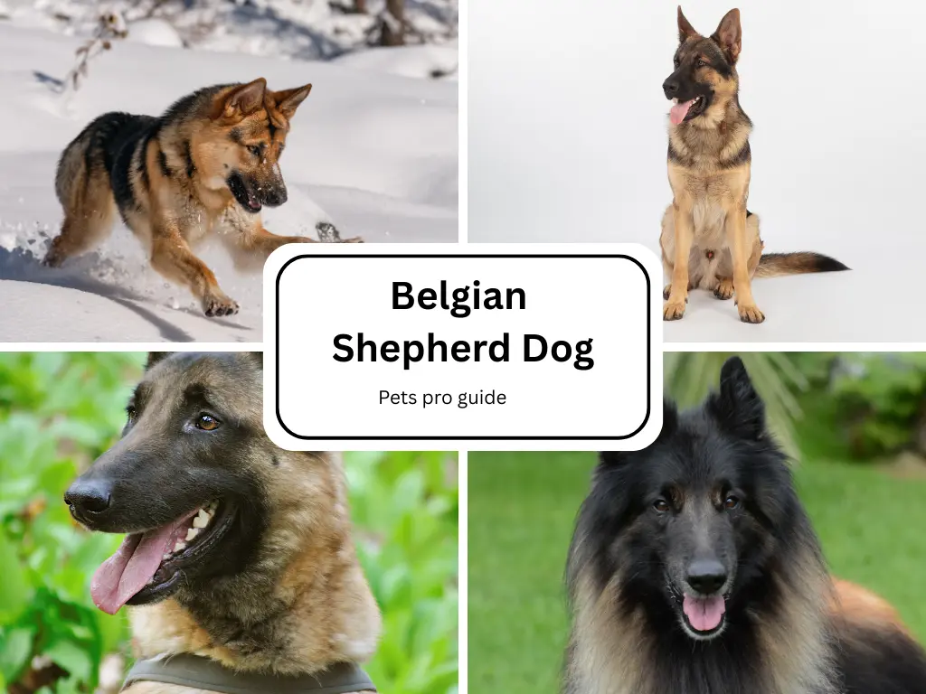 Dog lovers interested in acquiring a brilliant and energetic and dedicated canine breed need to consult Belgian Shepherd Breed Information.